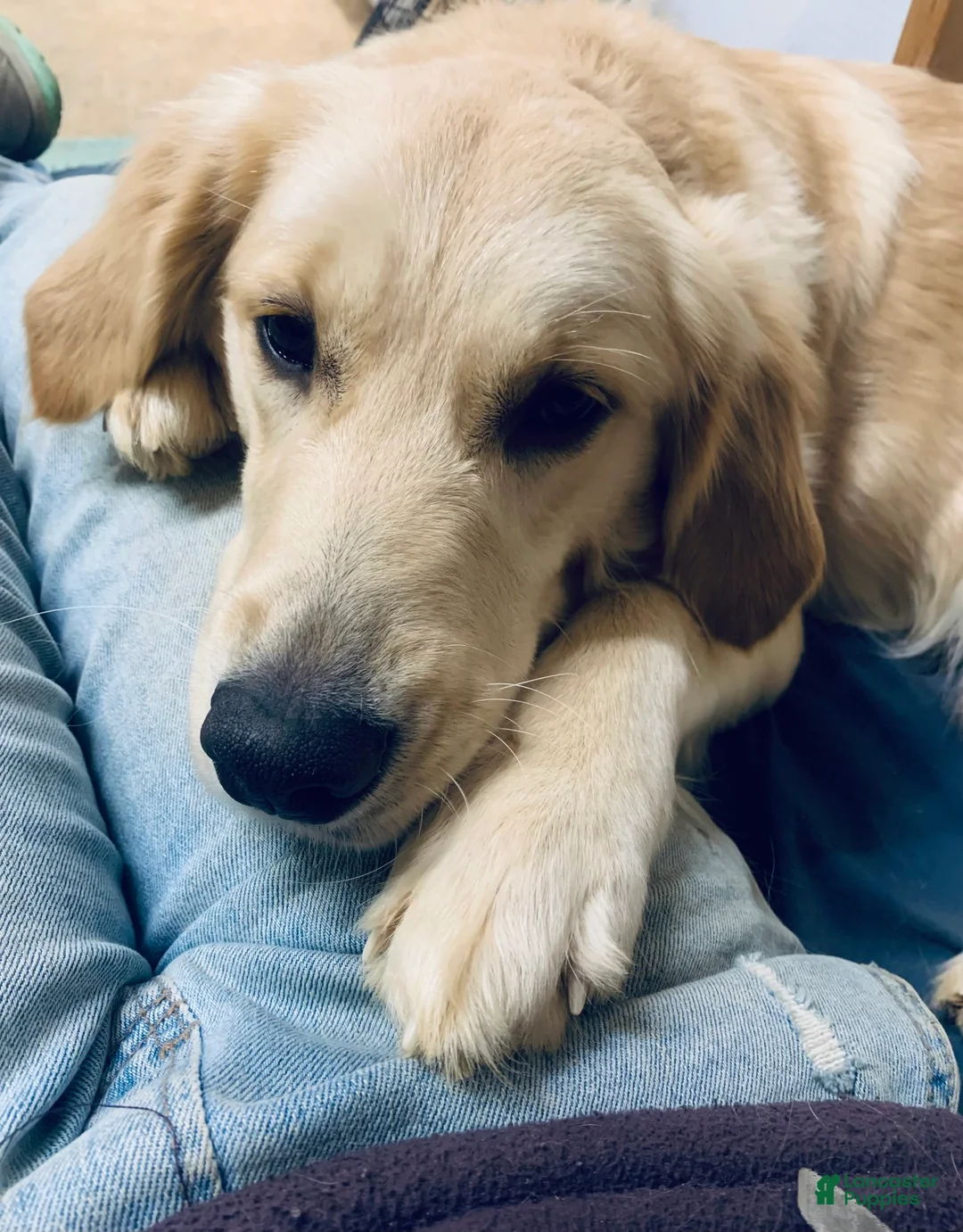 Gallery Image {{count}}