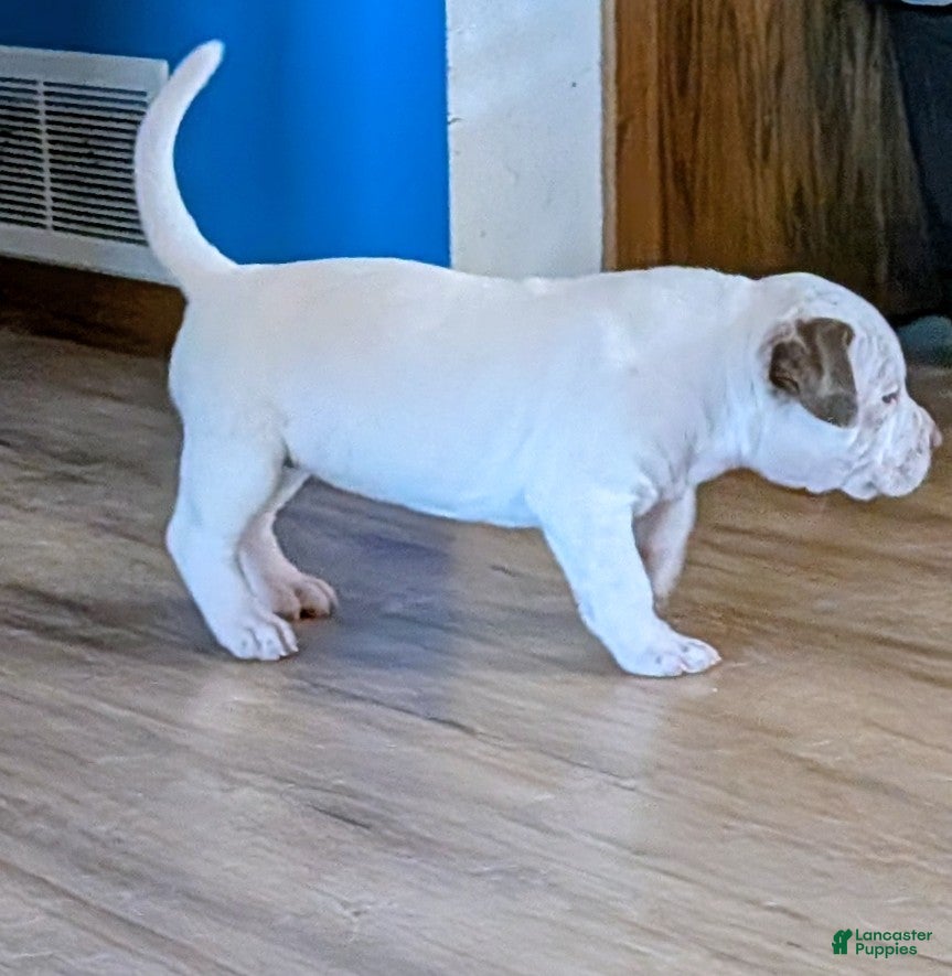 American Bully dogs American Bully Puppy 4 - Ad 2