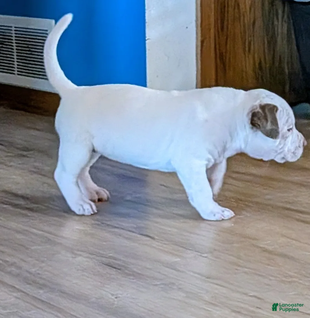 American Bully dogs for sale: American Bully Puppy 4 - Ad 1