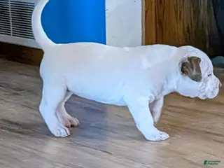 American Bully dogs American Bully Puppy 4 - Ad 3