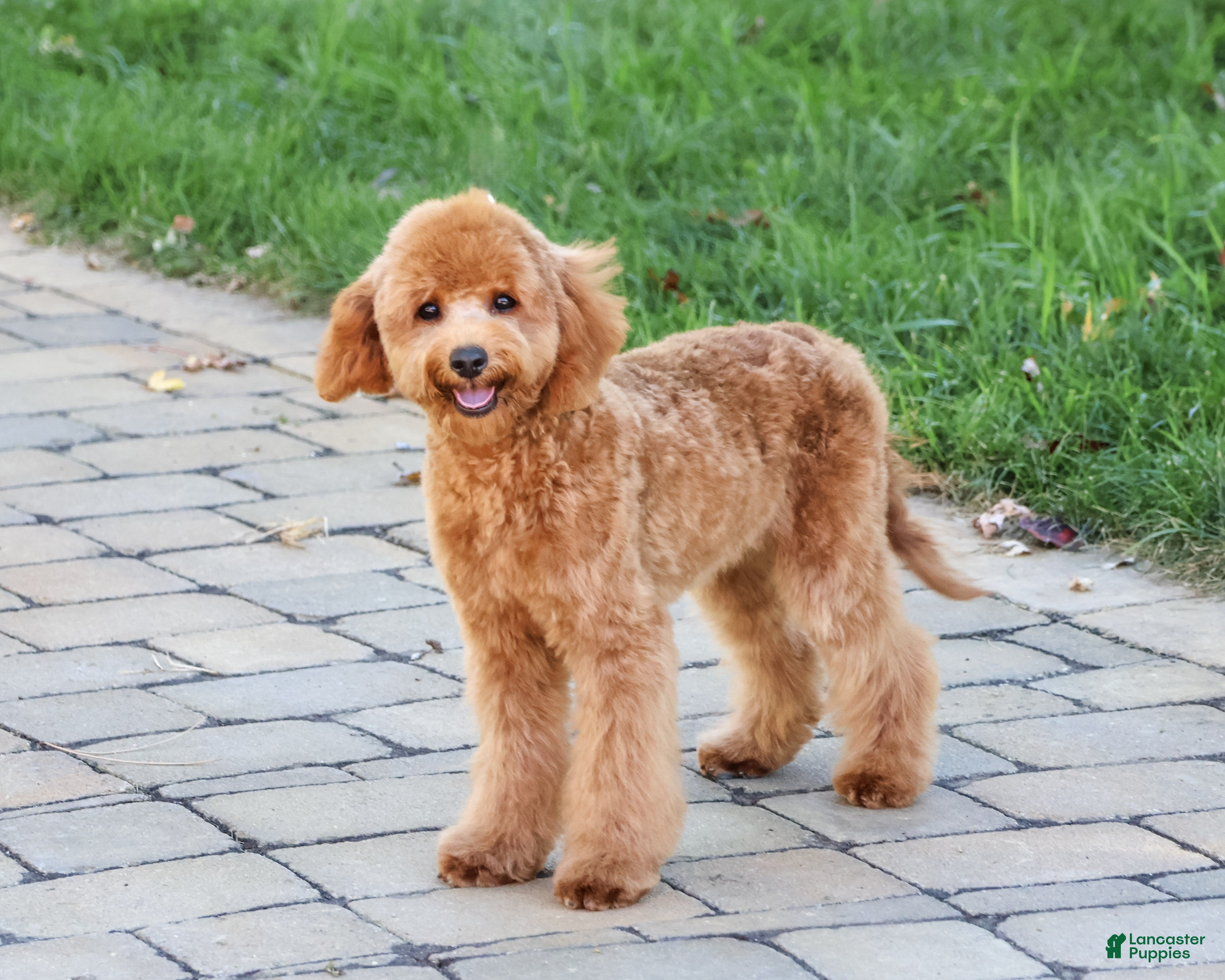 Cavapoo dogs for sale: Chanel - Ad 2