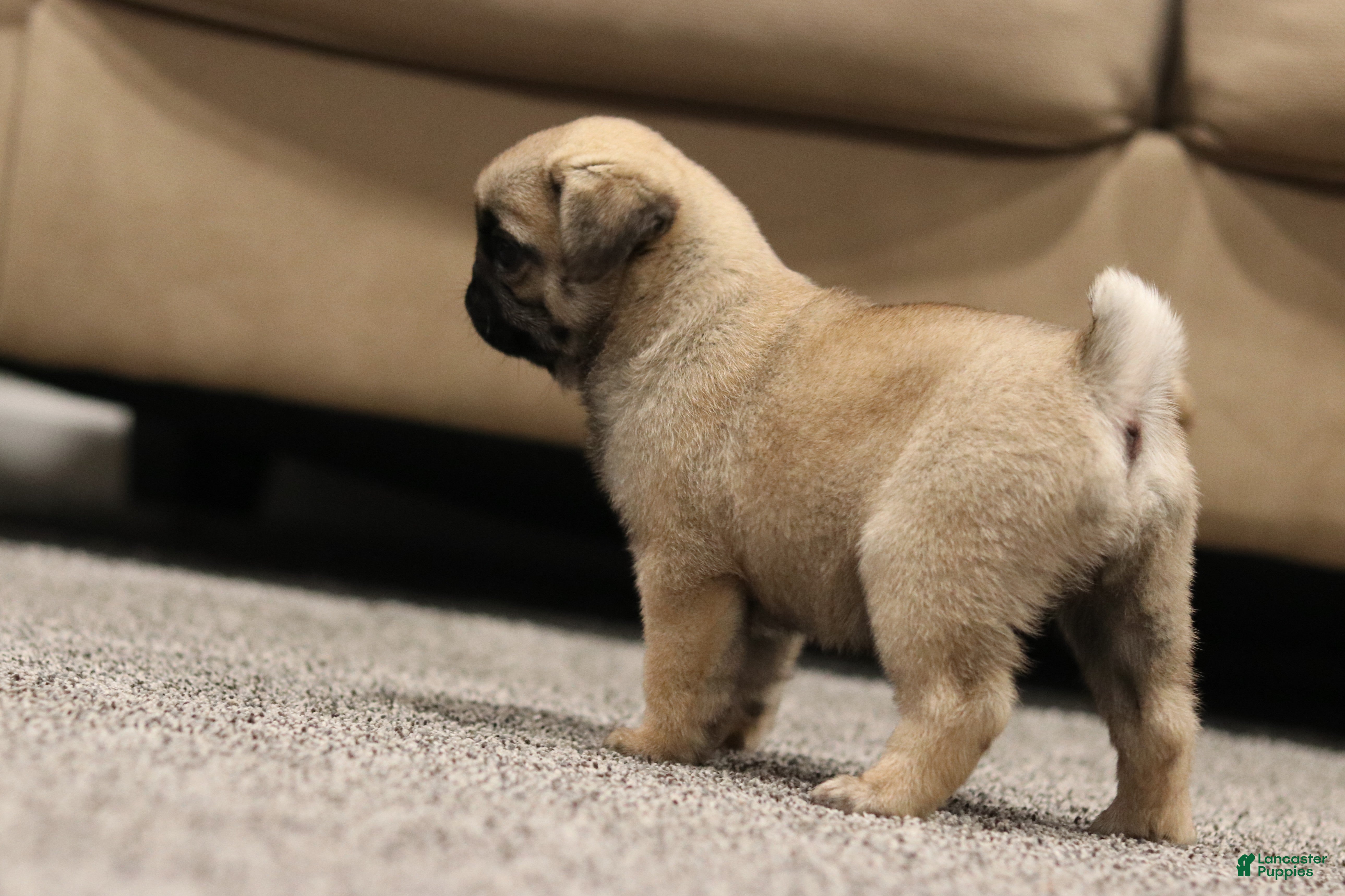Pug dogs Champion Polly - Ad 1