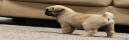 Pug dogs for sale: Champion Polly - Ad 6