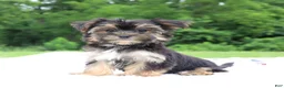 Morkie dogs for sale: Kylee - Ad 2