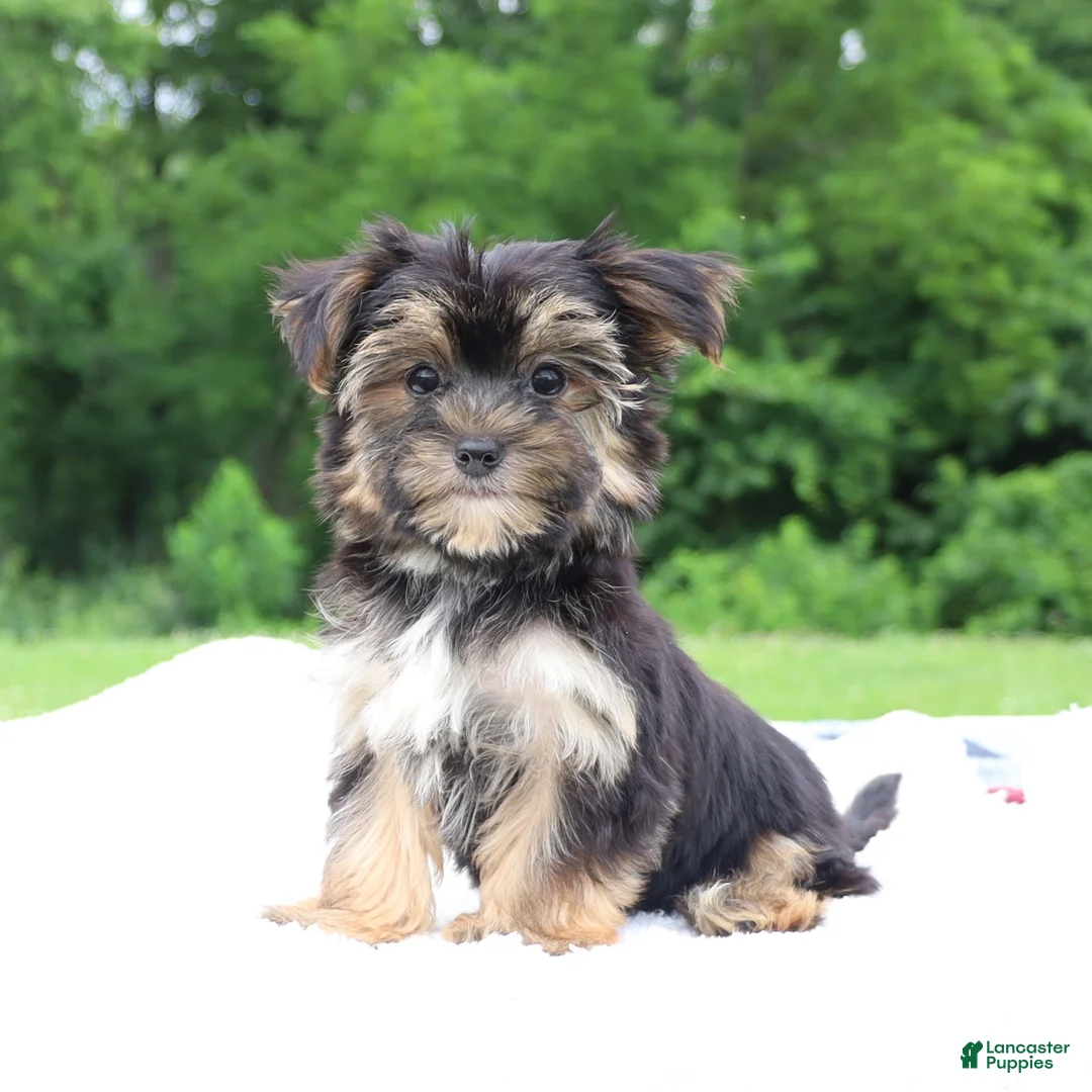 Morkie dogs for sale: Kylee - Ad 2