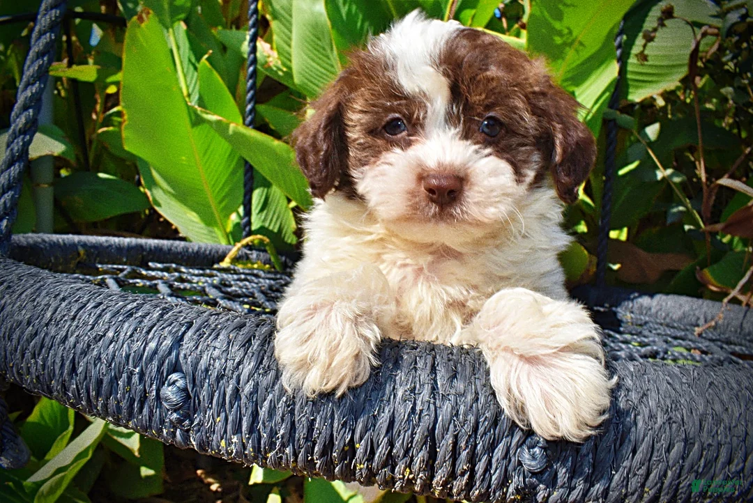 Havapoo dogs for sale: Noella - Ad 2