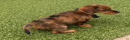 Miniature Dachshund dogs for sale: Miniature Dachshund Puppy 1 - Ad 2