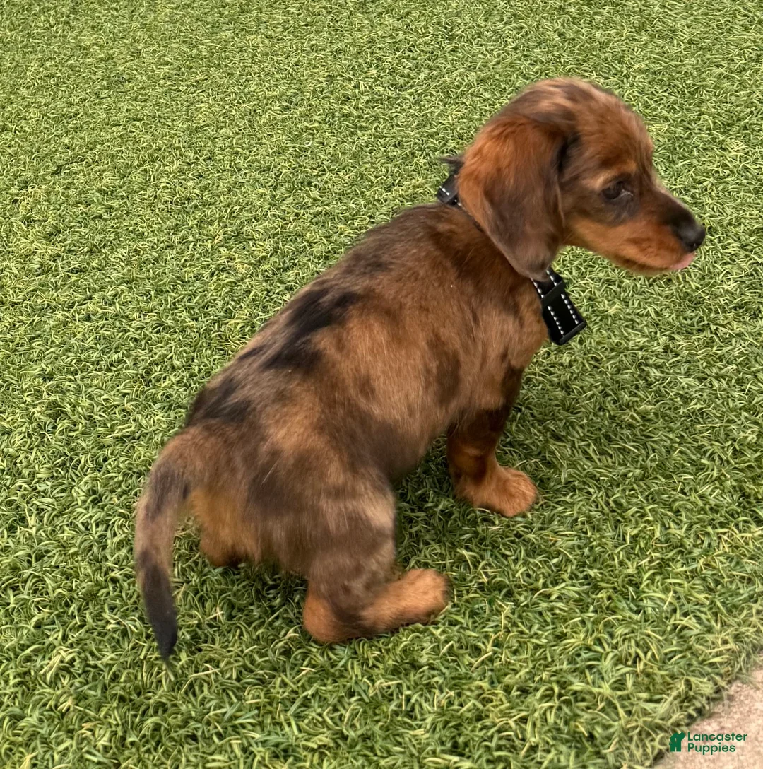 Miniature Dachshund dogs for sale: Miniature Dachshund Puppy 1 - Ad 2