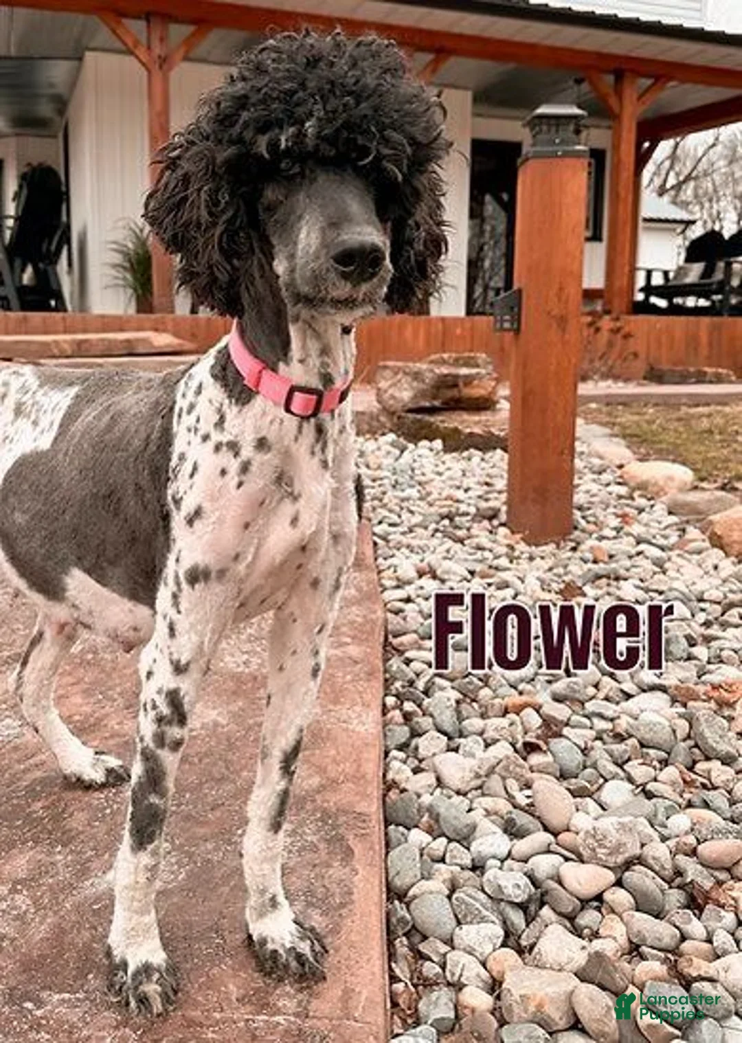 Standard Poodle dogs for sale: Flint - Ad 3