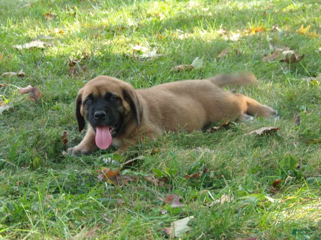 Male Yellow Lab Mix With Female Brindle English Mastiff Original