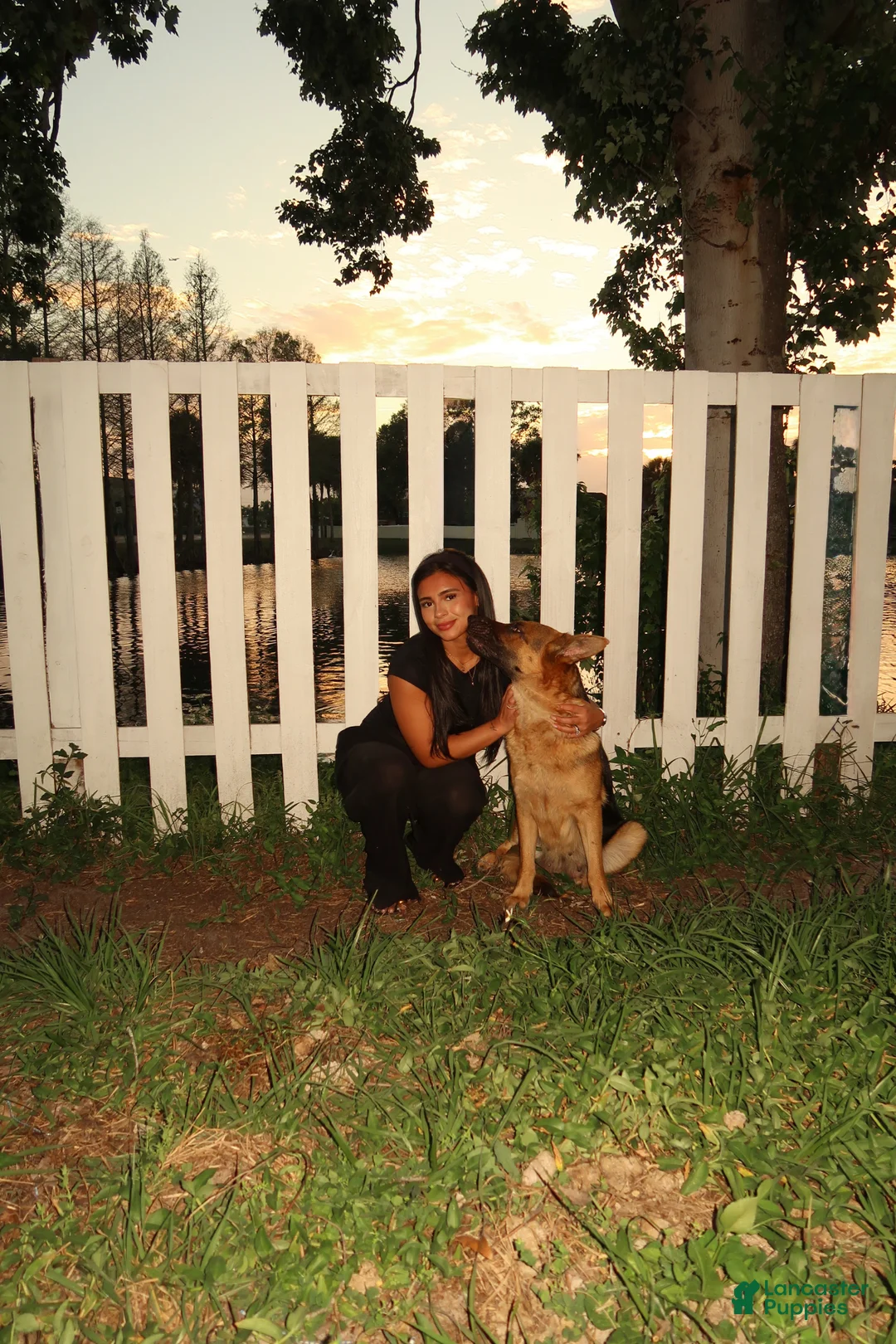 German Shepherd dogs for sale: Bella - Ad 7