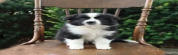 Mixed Breed dogs for sale: Daisy - Ad 3