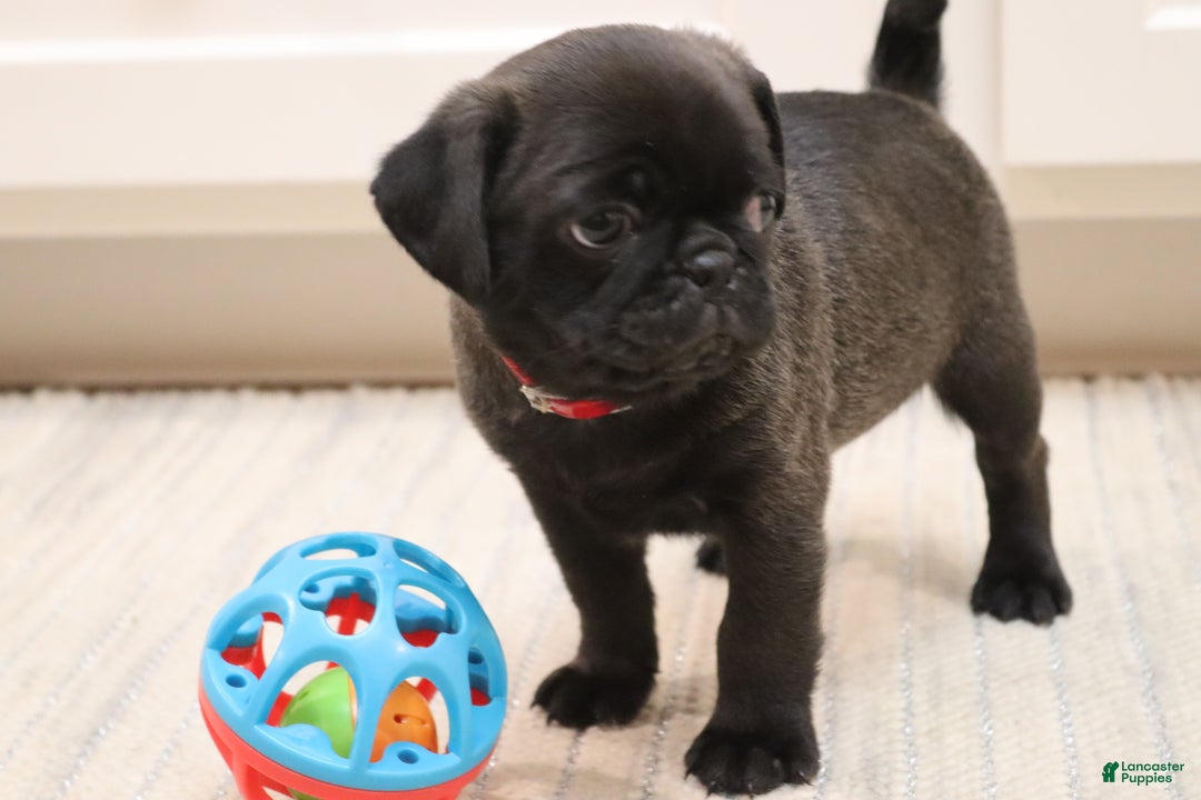 Pug dogs for sale: Ryker - Ad 2