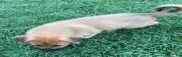 Mixed Breed dogs for sale: Sampson- $150 - Ad 4