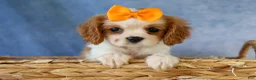 Cavalier King Charles Spaniel dogs for sale:  Nova🎀 - Ad 4