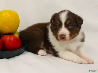 Australian Shepherd dogs for sale: Pixie - Ad 3