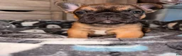 French Bulldog dogs for sale: Bam Bam - Ad 3
