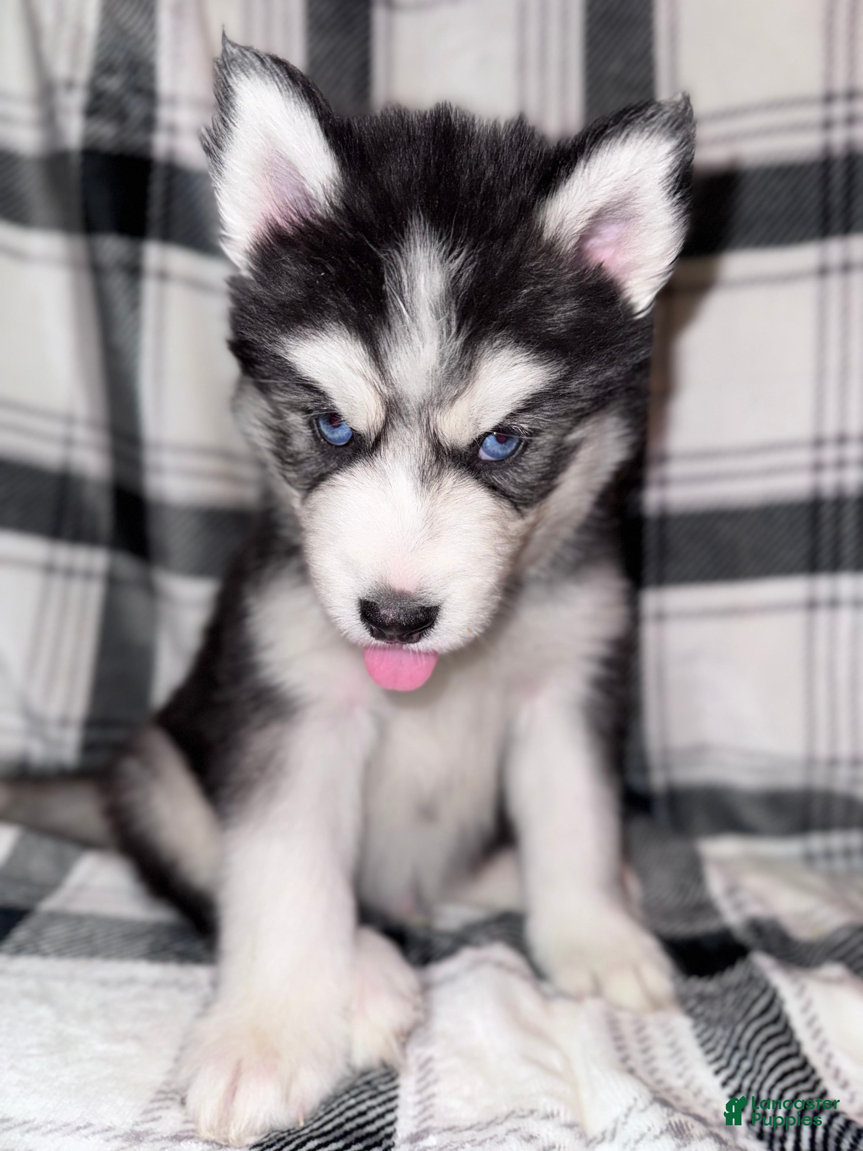 Siberian Husky dogs BLUE - Ad 27