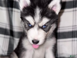 Siberian Husky dogs BLUE - Ad 13