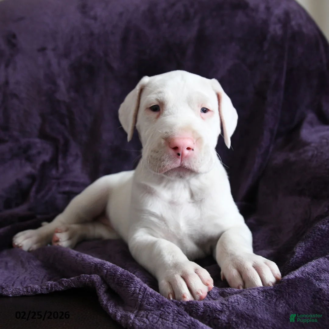 Great Dane dogs for sale: Luna - Ad 3