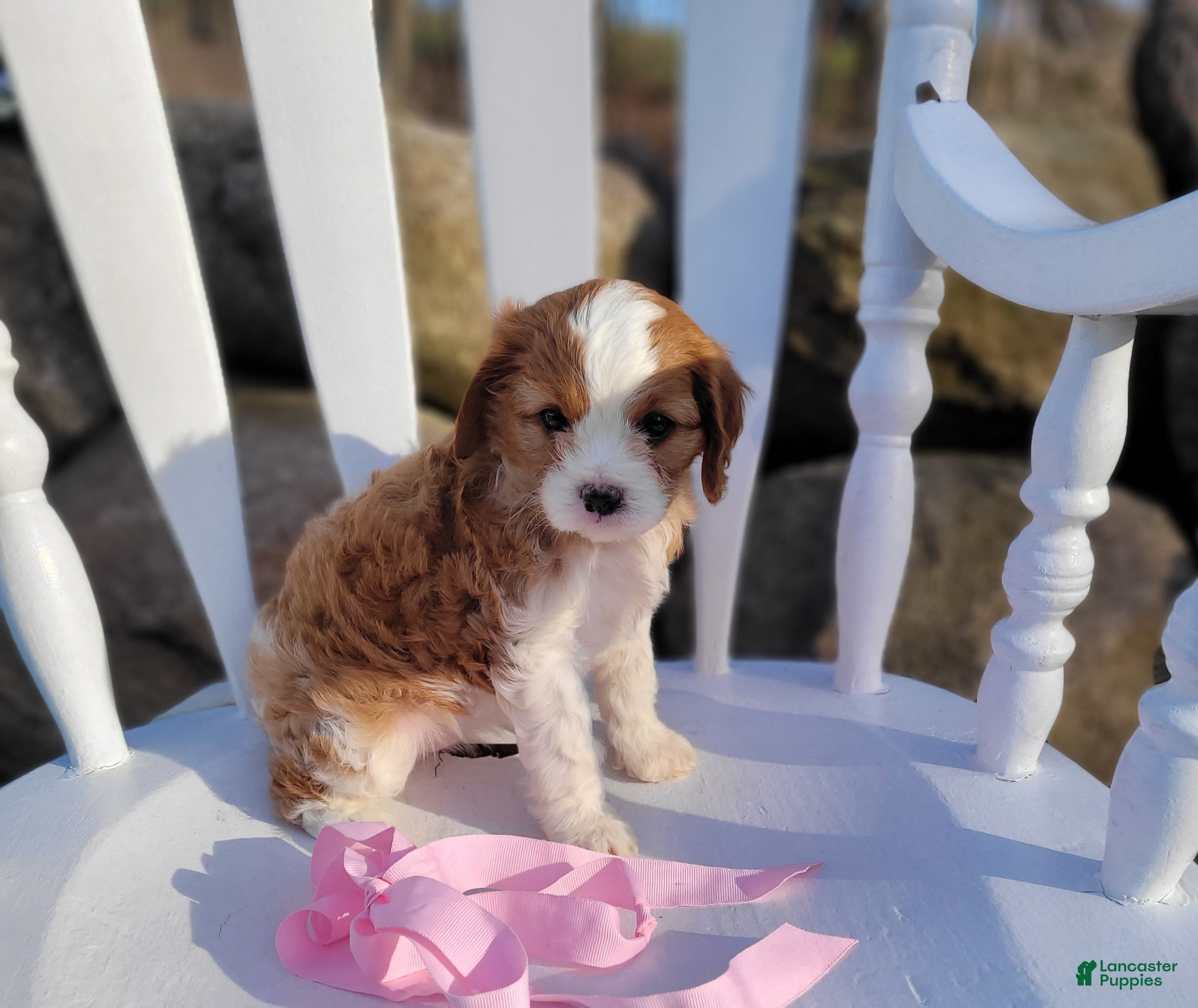 Cavapoo dogs Cavapoo Puppy 4 - Ad 2