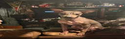 Rat Terrier dogs for sale: Rat Terrier 1 - Ad 2