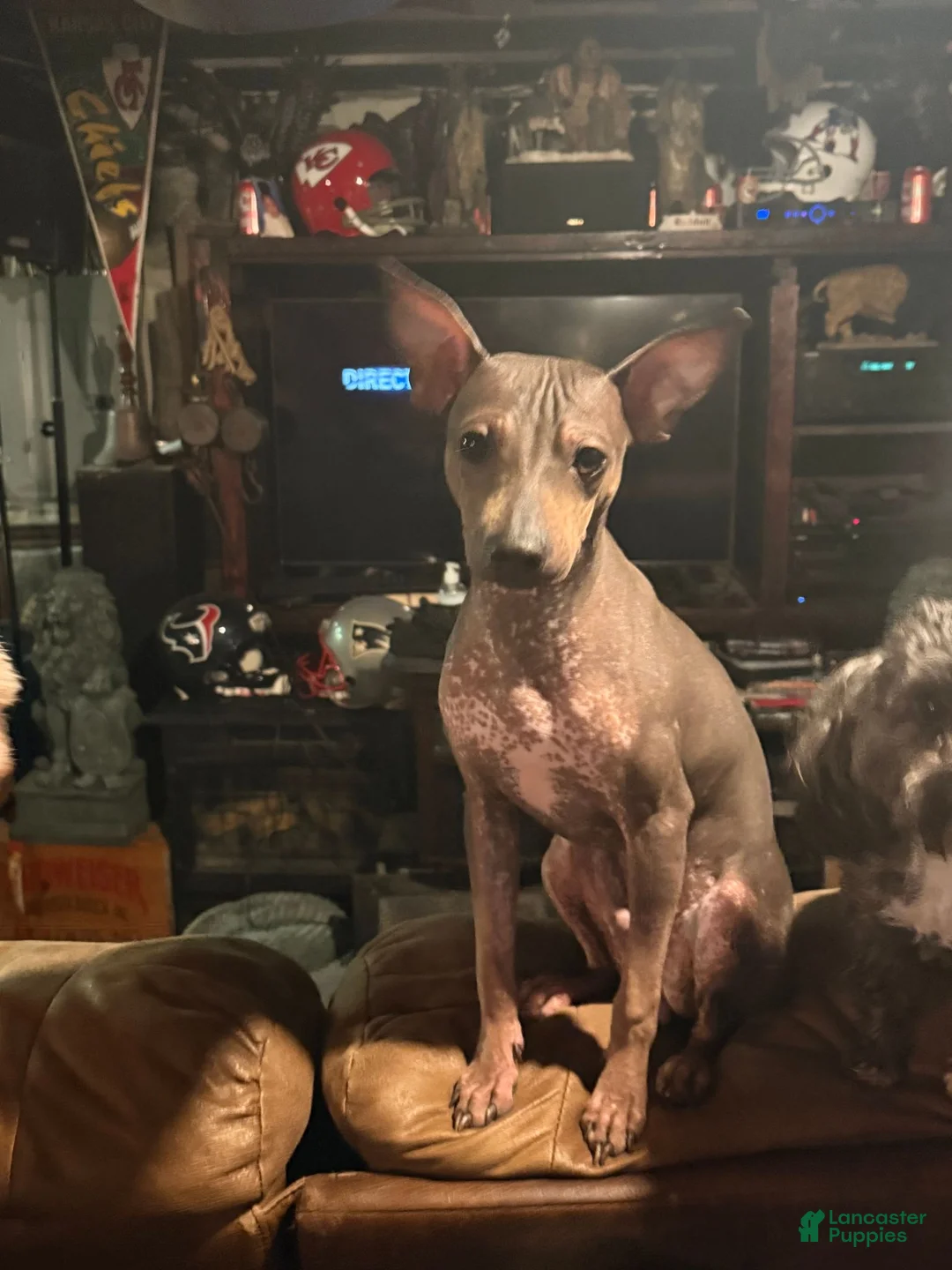 Rat Terrier dogs for sale: Rat Terrier 1 - Ad 2