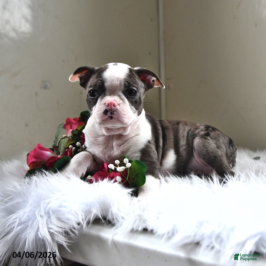 Boston Terrier dogs London - Ad 2