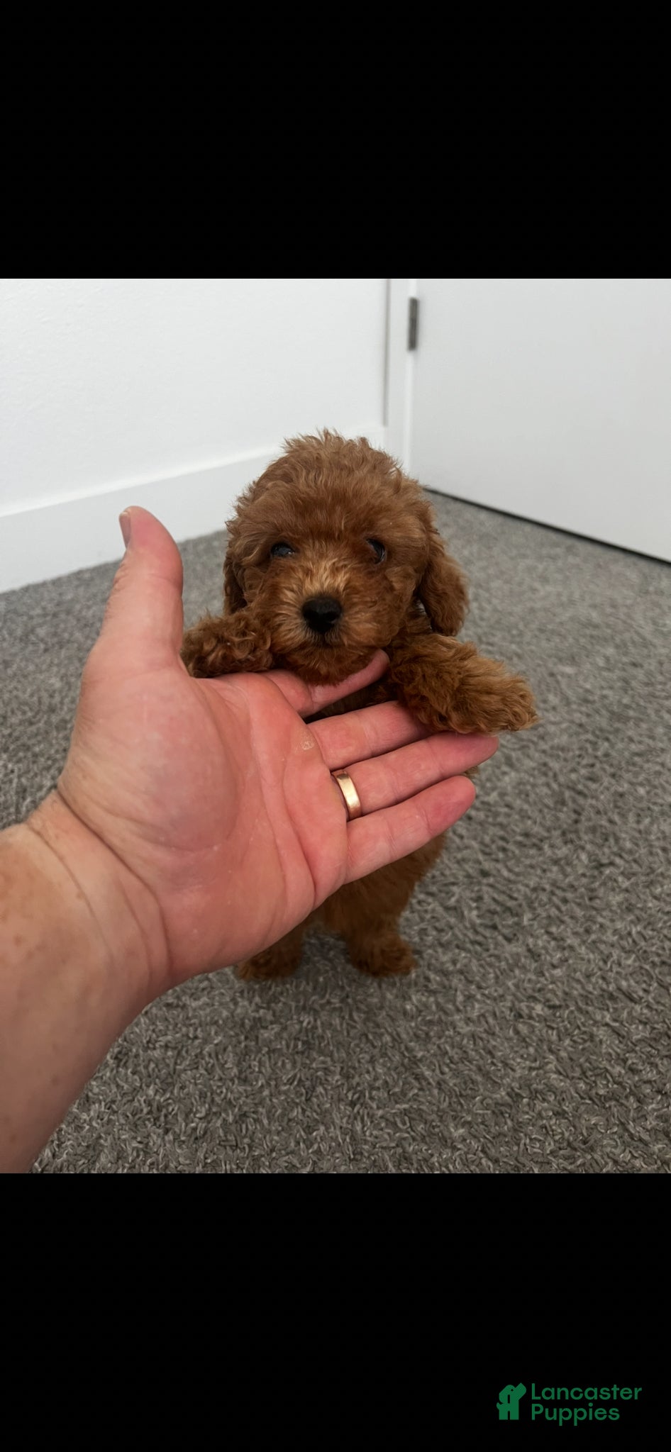 Toy Poodle dogs for sale: Toy Poodle Puppy 2 - Ad 7