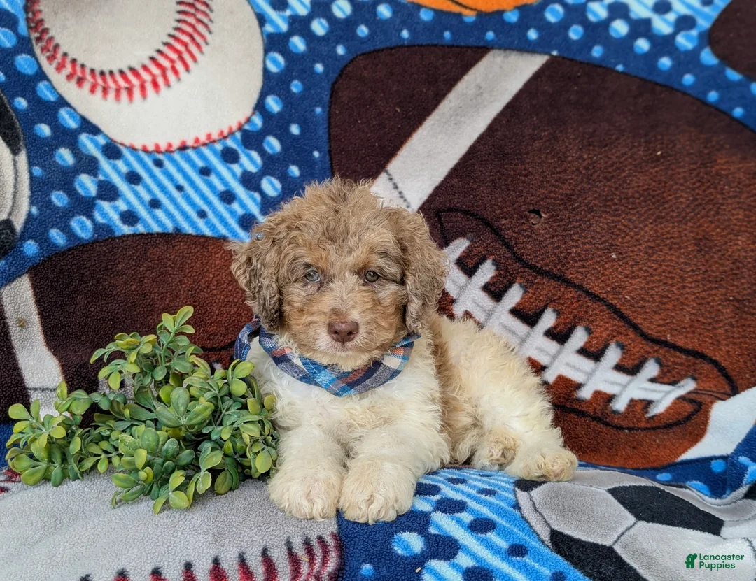 Mini Bernedoodle dogs for sale: Cagney Hypoallergenic - Ad 5