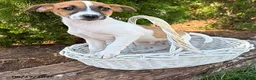 Mixed Breed dogs for sale: Silas  - Ad 3