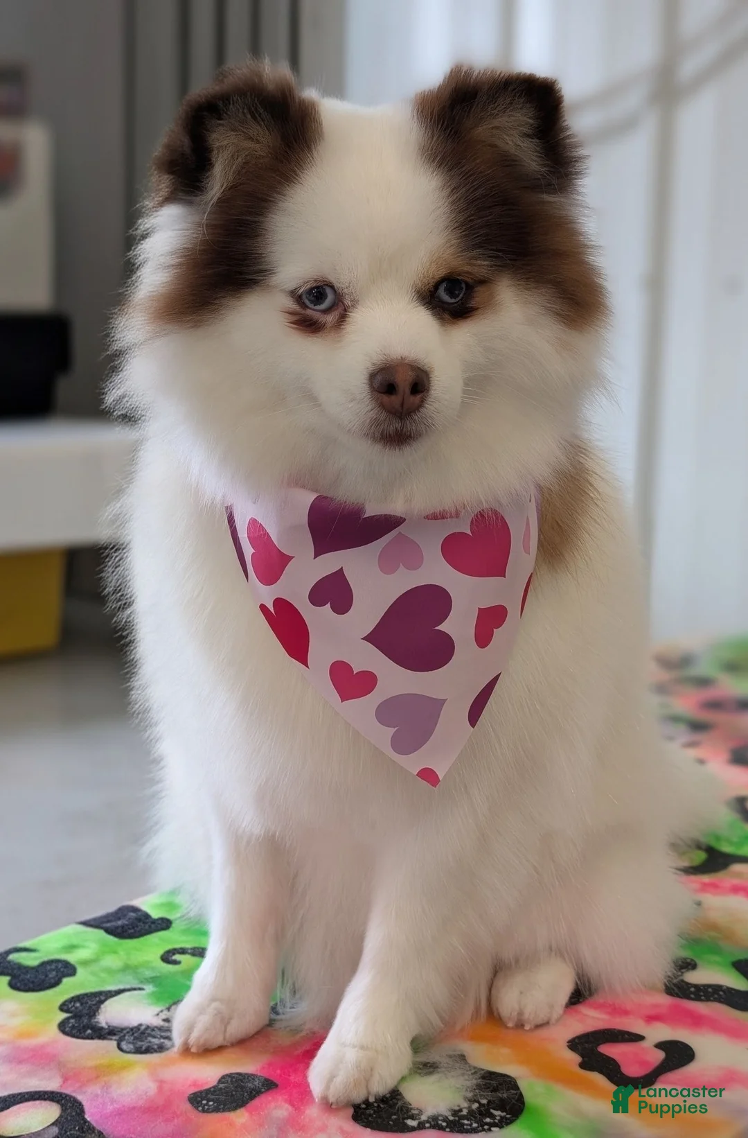 Pomsky dogs for sale: Dallas  - Ad 2