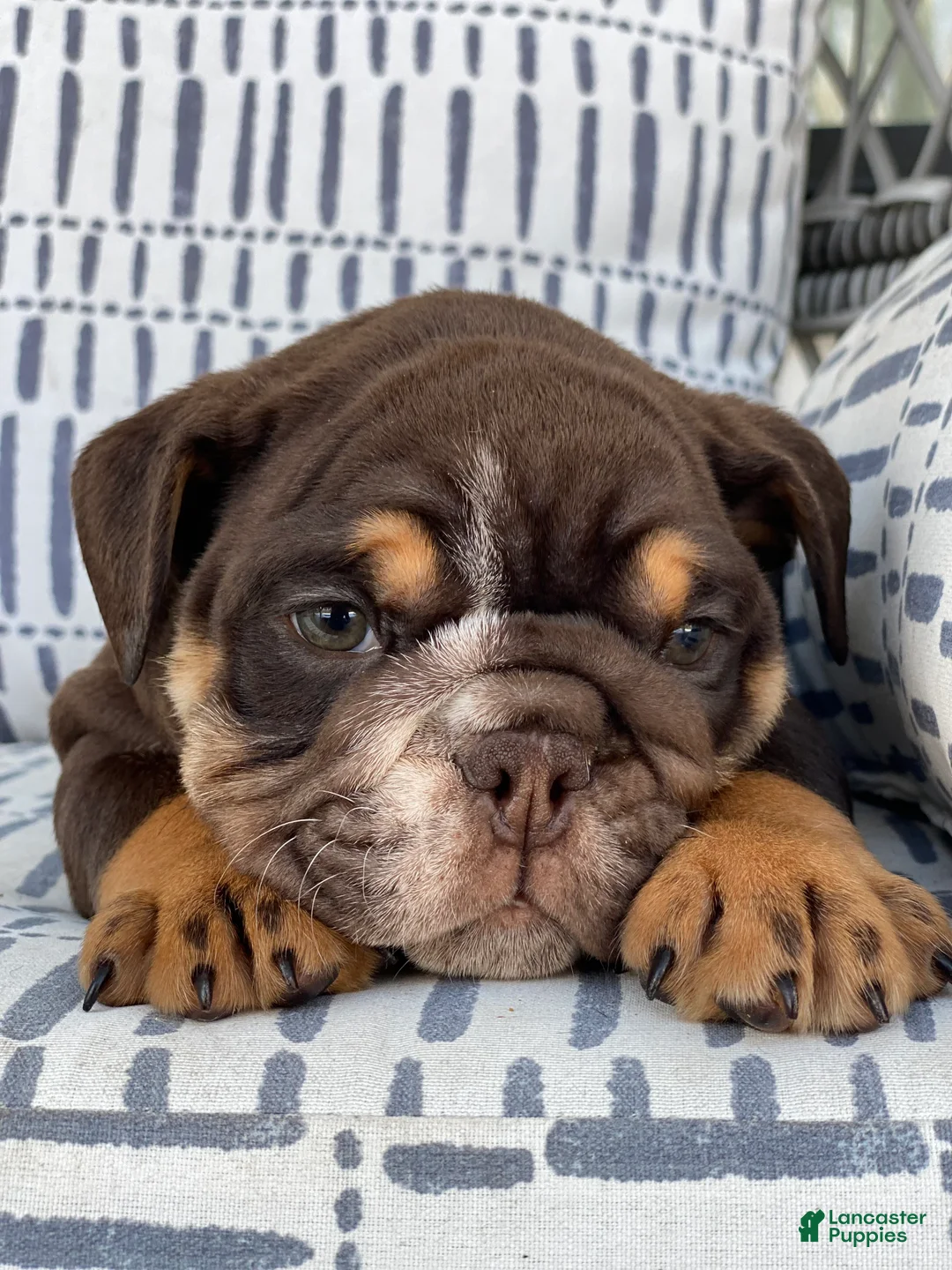 English Bulldog dogs for sale: Valentine - Ad 2