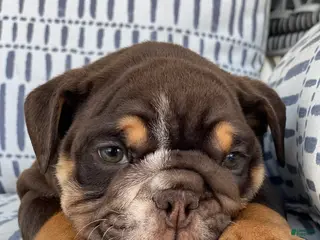 English Bulldog dogs Valentine - Ad 8