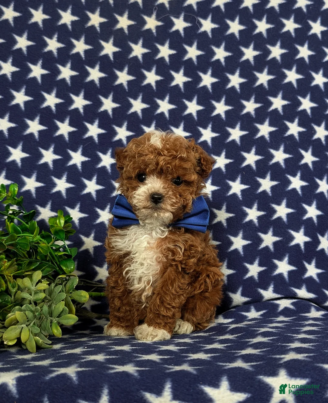 Toy Poodle dogs for sale: Easton - Ad 1