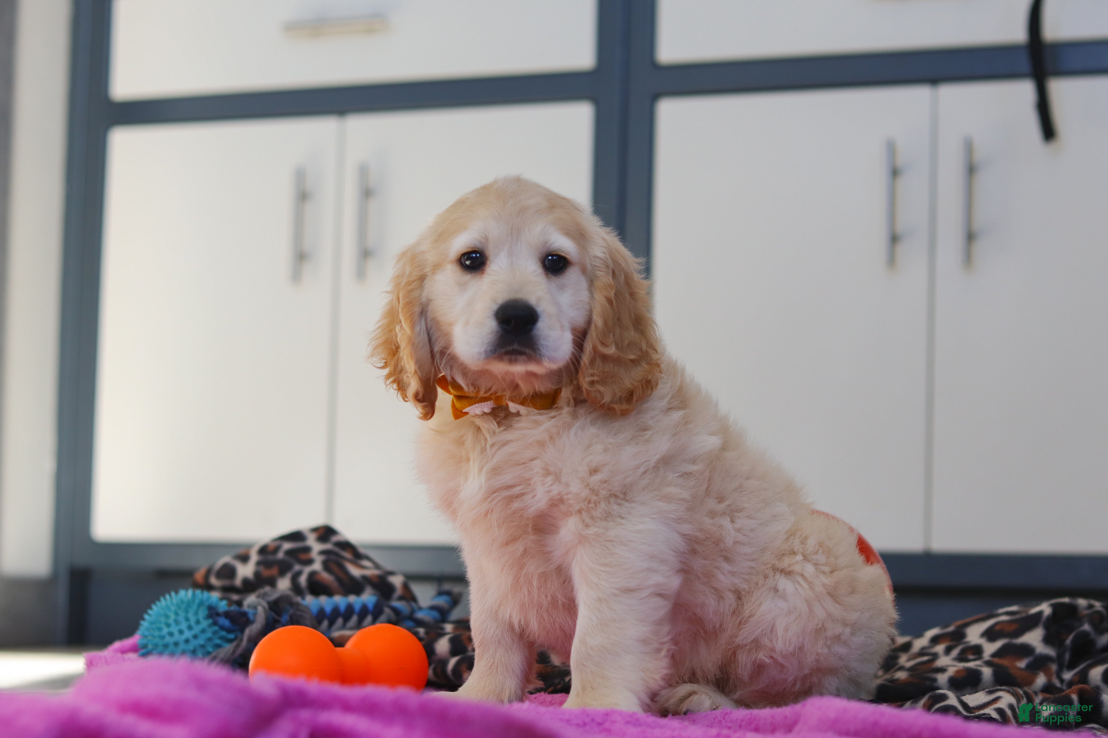 Miniature Golden Retriever dogs Kirby - Ad 2