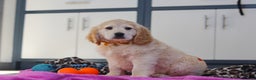 Miniature Golden Retriever dogs for sale: Kirby - Ad 2