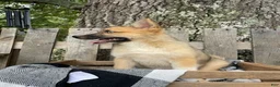 Pomsky dogs for sale: Cooper - Ad 5