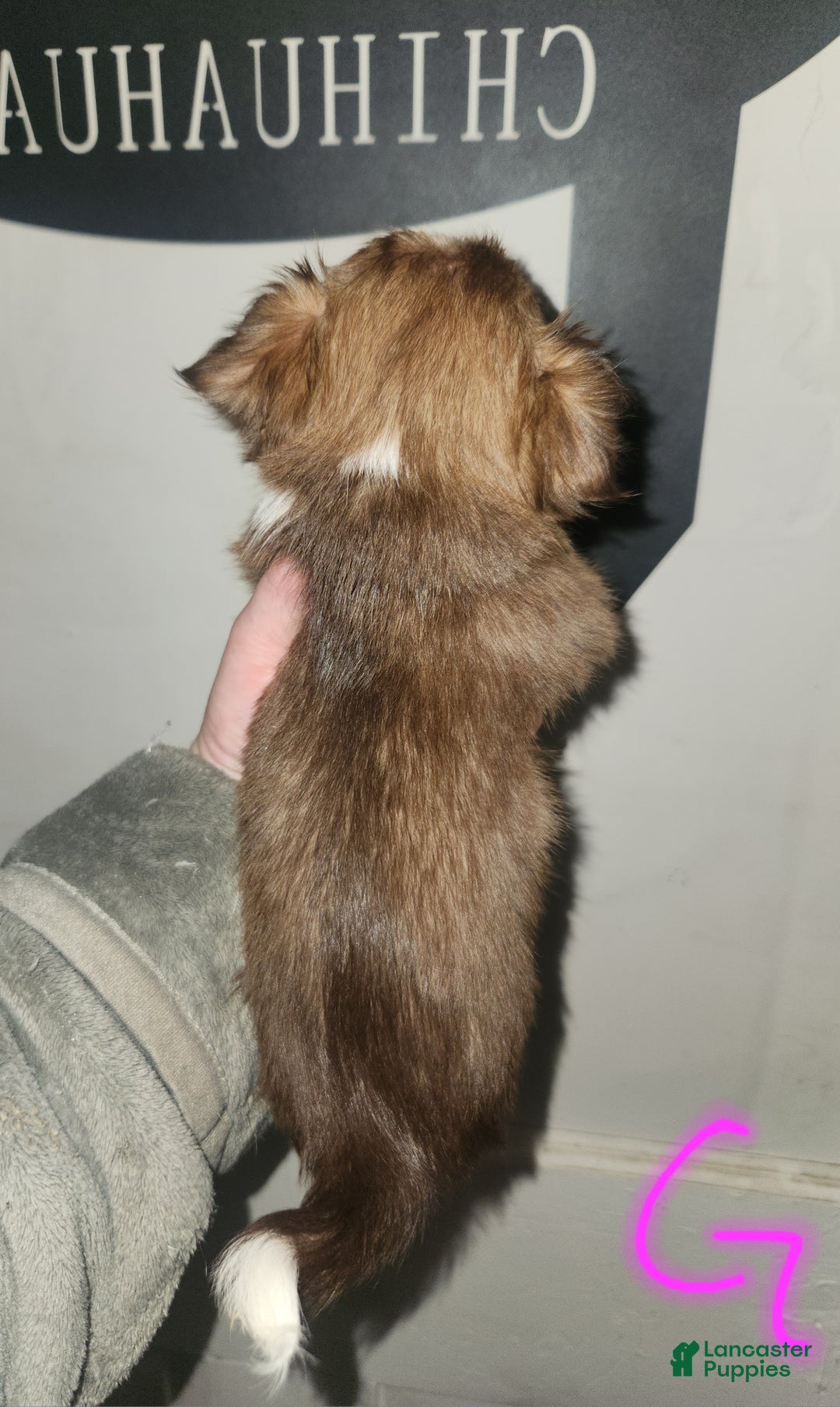 Chihuahua dogs for sale: Pink - Ad 2