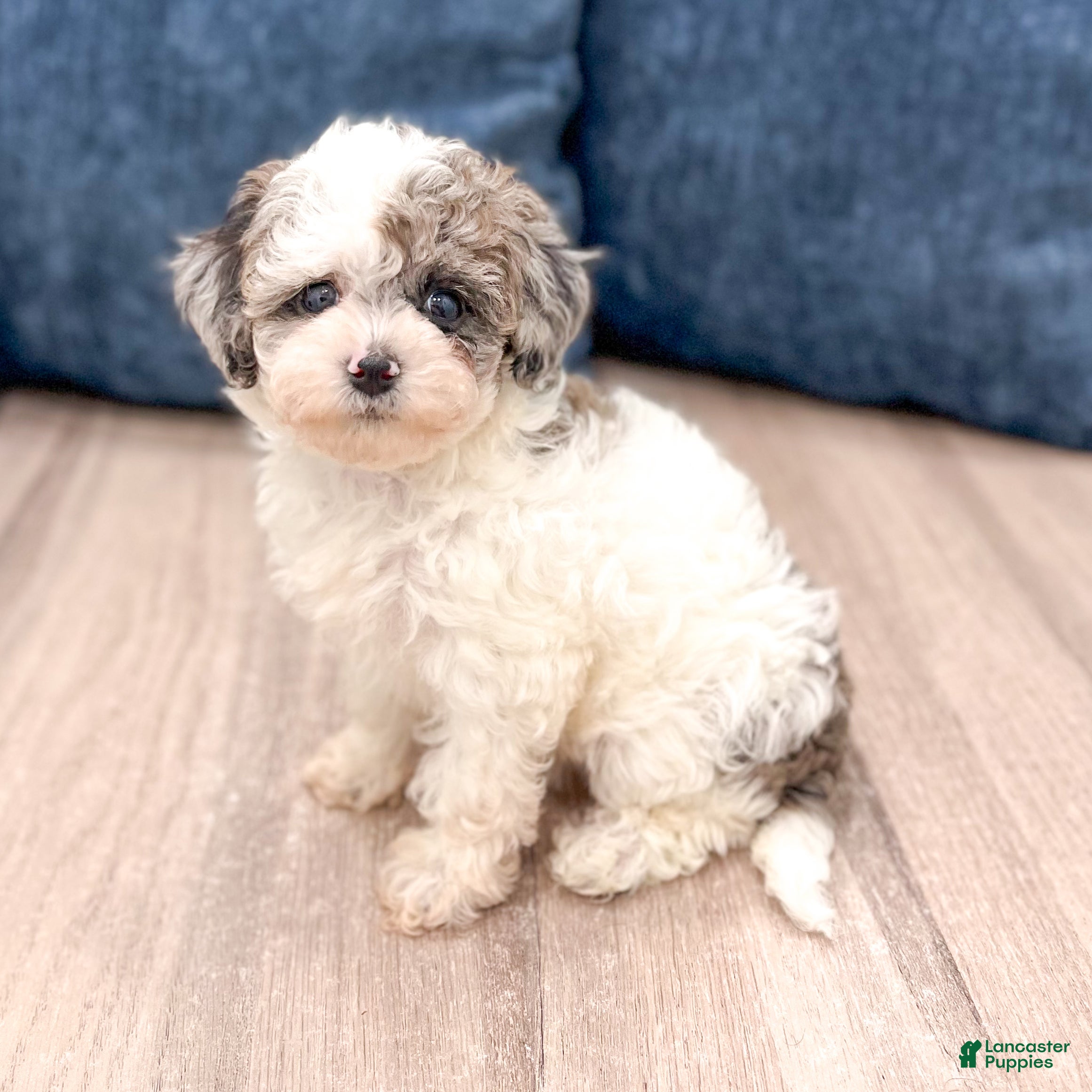 Yorkiepoo dogs Sara - Ad 2
