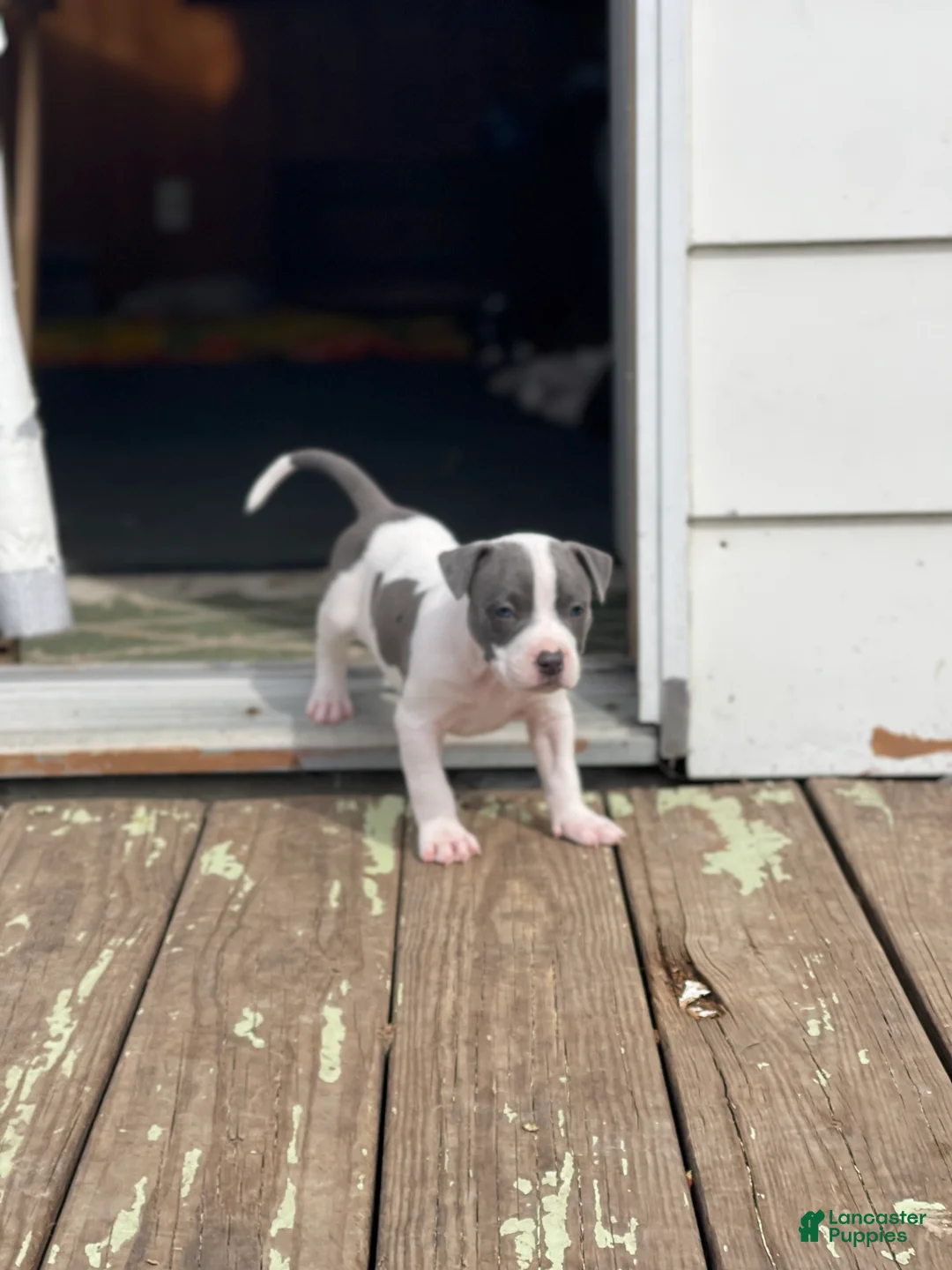 Mixed Breed dogs for sale: Gravel  - Ad 1