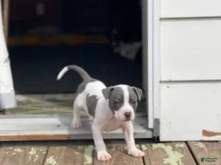 Mixed Breed dogs for sale: Gravel - Ad 3