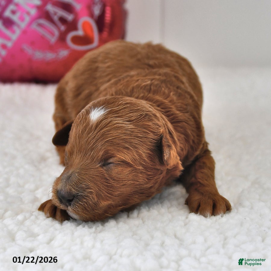 Mini Goldendoodle dogs Biscuit - Ad 26