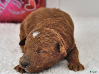 Mini Goldendoodle dogs Biscuit - Ad 26