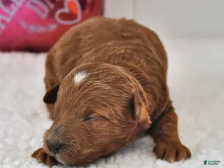 Mini Goldendoodle dogs Biscuit - Ad 42