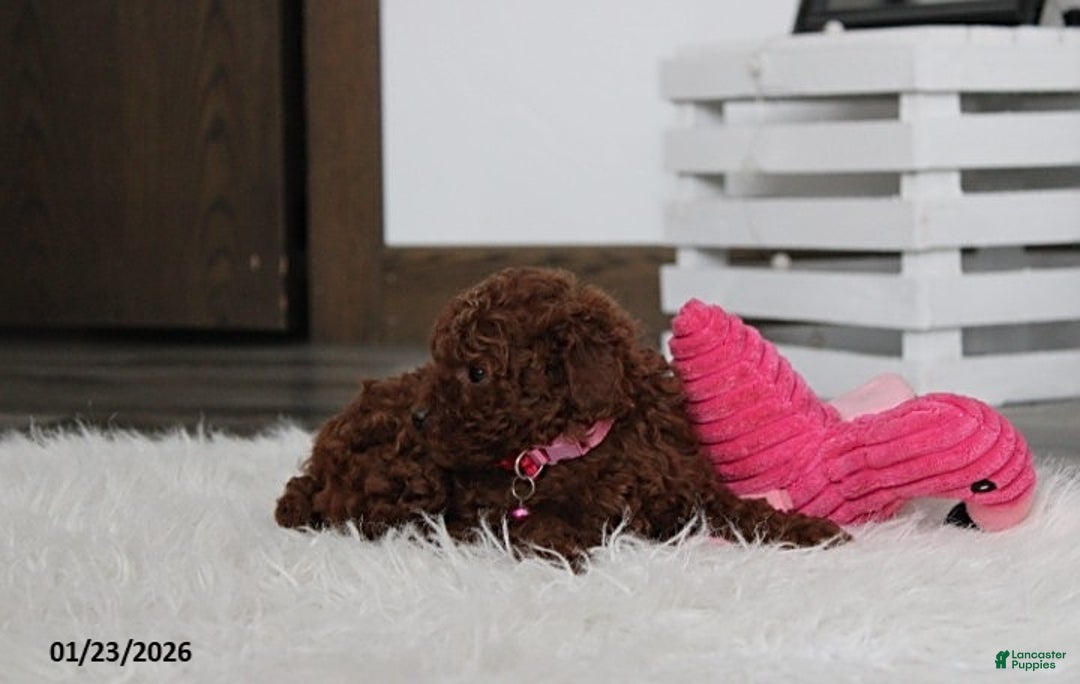 Toy Poodle dogs for sale: Abby - Ad 9