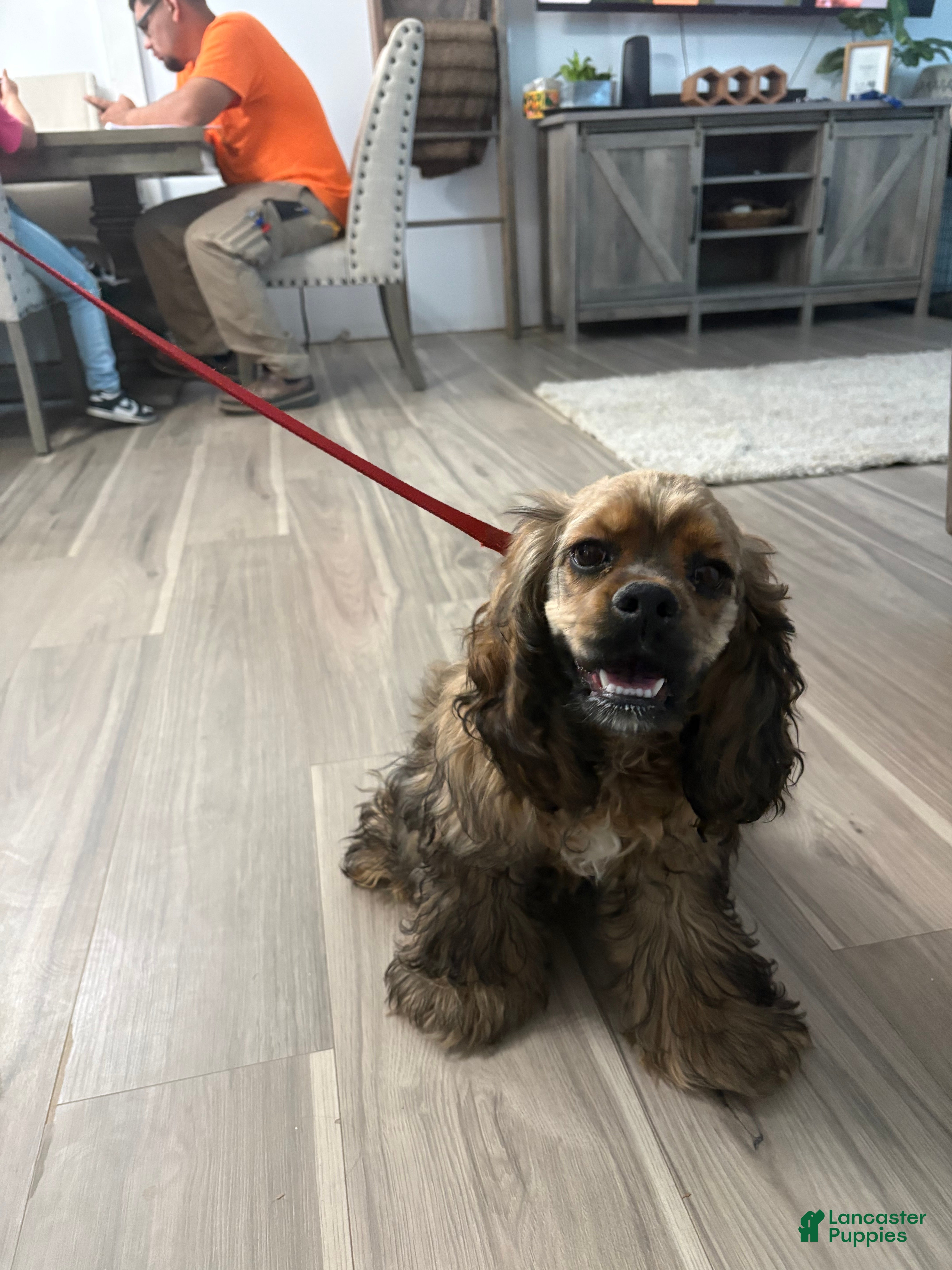 Cocker Spaniel dogs Cocker Spaniel Puppy 6 - Ad 1