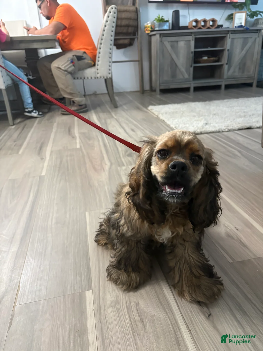 Cocker Spaniel dogs for sale: Cocker Spaniel Puppy 6 - Ad 1