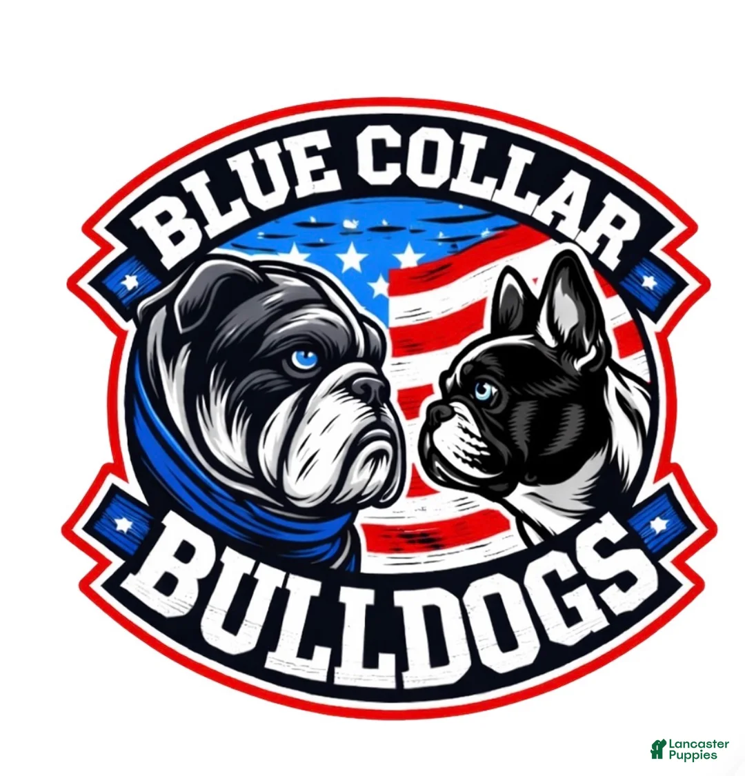 French Bulldog dogs for sale: Lilac Tri Male French Bulldog 1 - Ad 8