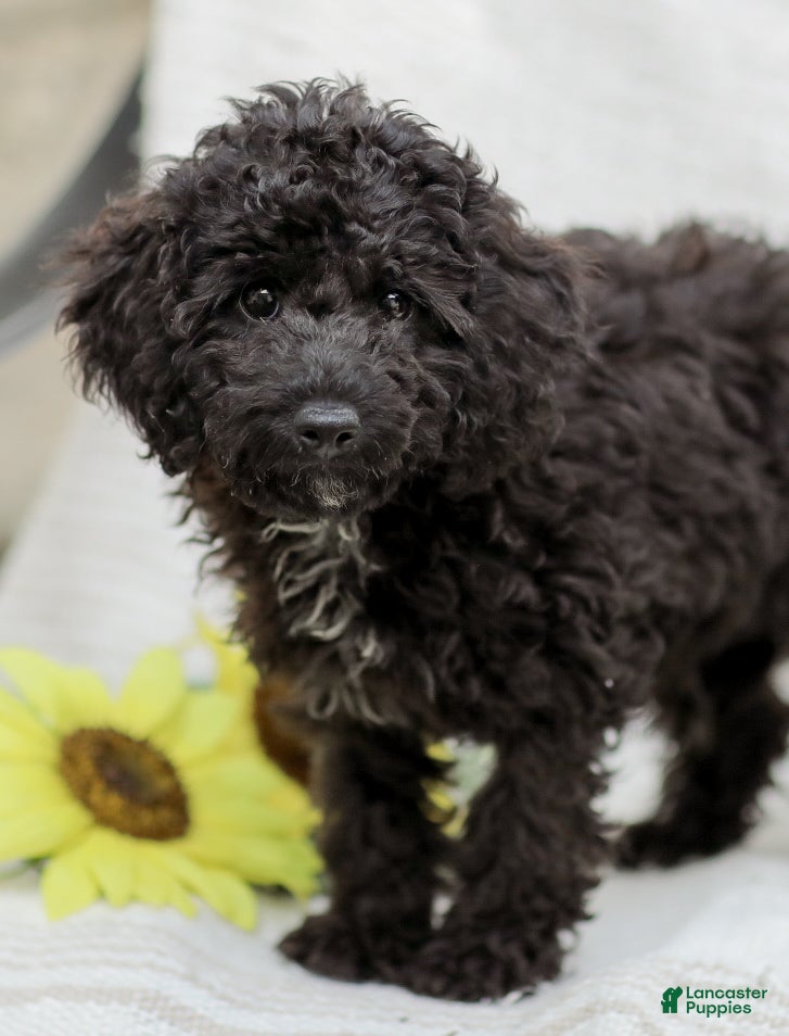 Cavapoo dogs Kenny - Ad 2